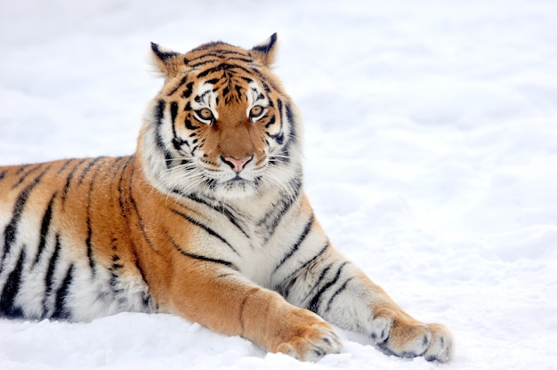 Beau tigre de Sibérie sauvage sur la neige