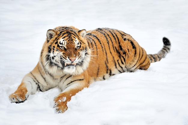 Beau tigre de Sibérie sauvage sur la neige