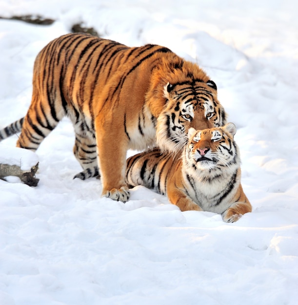 Beau tigre sibérien sauvage sur la neige