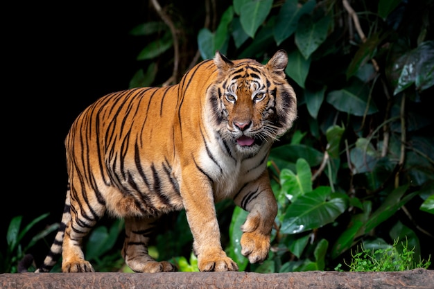 Beau tigre de Sumatra à l'affût