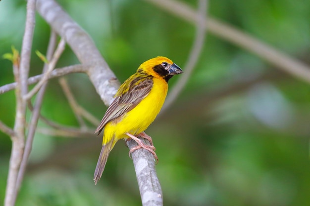 Photo beau tisserand doré asiatique perché sur une branche.