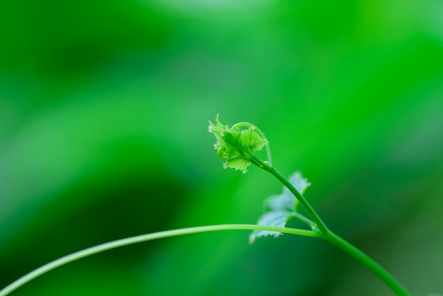 Photo beau top lierre gourde, lierre gourde sur le mur de la nature