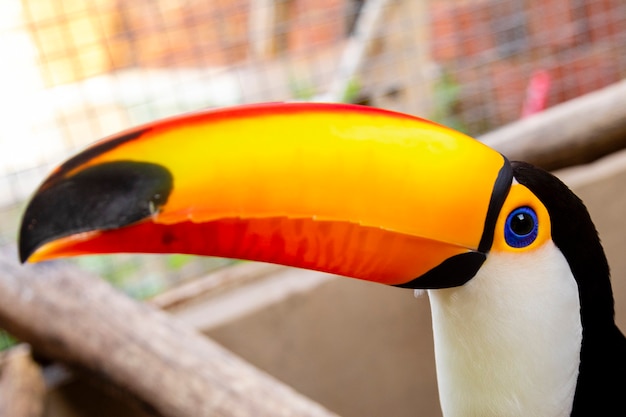 Beau toucan sur blanc