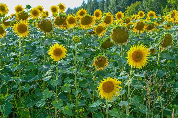 Beau Tournesol Dans Un Champ De Tournesols En été Avec Un Ciel Bleu En Europe