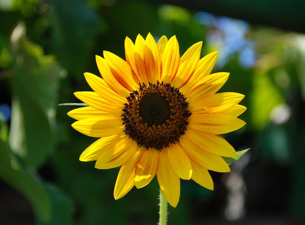 Beau tournesol dans le champ