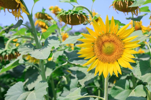 Beau tournesol dans le champ