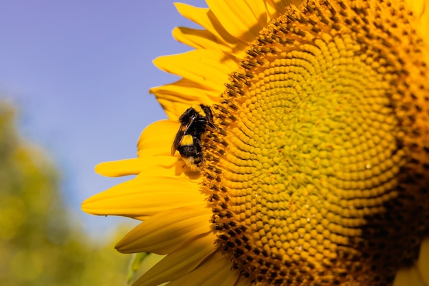 Beau tournesol dans le domaine