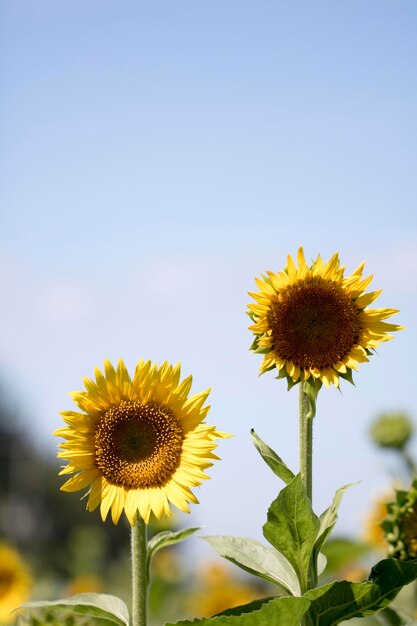 beau tournesol dans le domaine