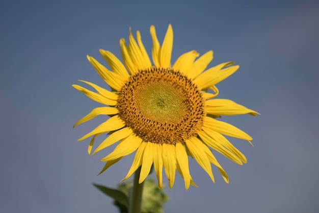 beau tournesol dans le domaine