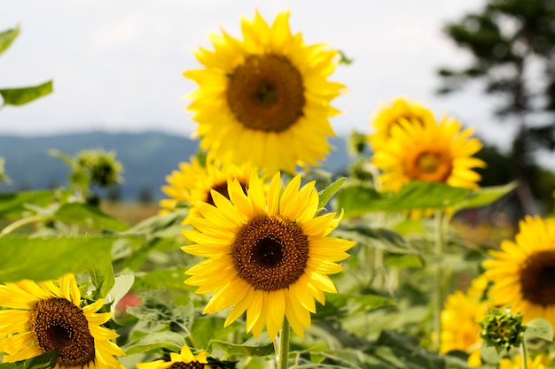 beau tournesol dans le domaine