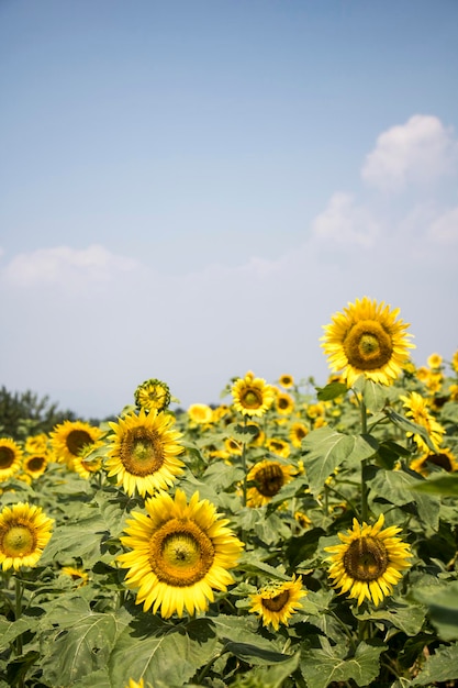 beau tournesol dans le domaine