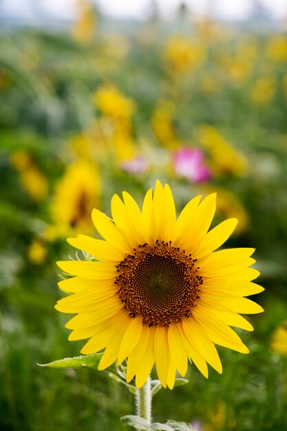 Beau tournesol dans le domaine