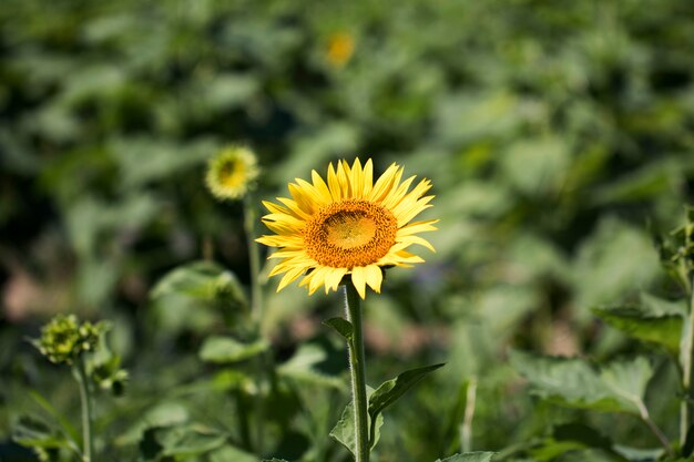 Beau tournesol dans le domaine