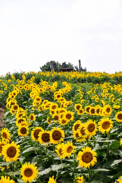 Beau tournesol dans le domaine