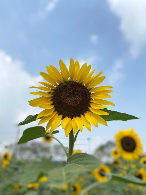 Beau tournesol dans le jardin en été