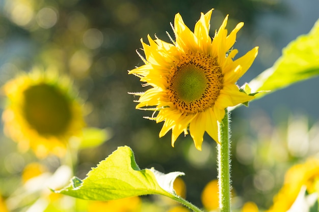 Beau tournesol dans le jardin