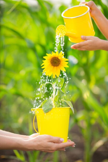 Beau tournesol dans un seau en métal