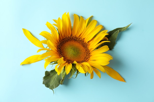 Beau tournesol avec des feuilles