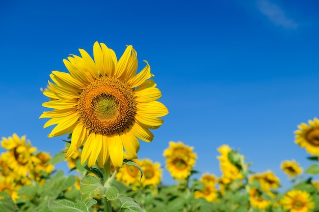 Photo le beau tournesol fleurissant dans un champ de tournesol avec un ciel bleu en arrière-plan lop buri thaïlande