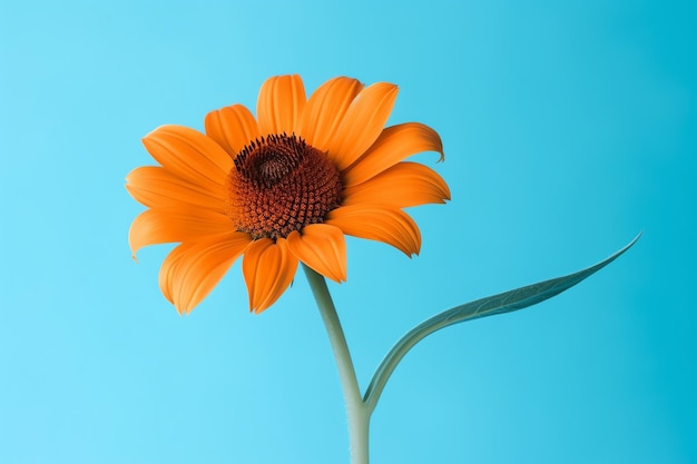 Un beau tournesol sur fond bleu