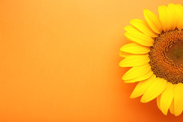 Beau tournesol frais sur fond orange. Mise à plat, vue de dessus, espace de copie. Concept d'automne ou d'été, temps de récolte, agriculture. Fond naturel de tournesol.