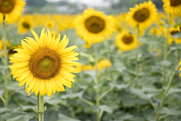 Beau tournesol jaune dans le fond de la ferme