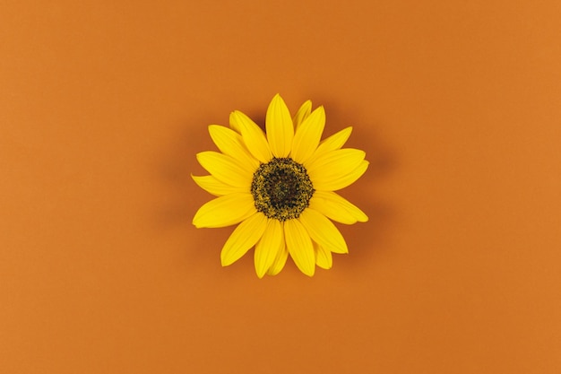 Beau tournesol jaune décoratif sur fond brun orange