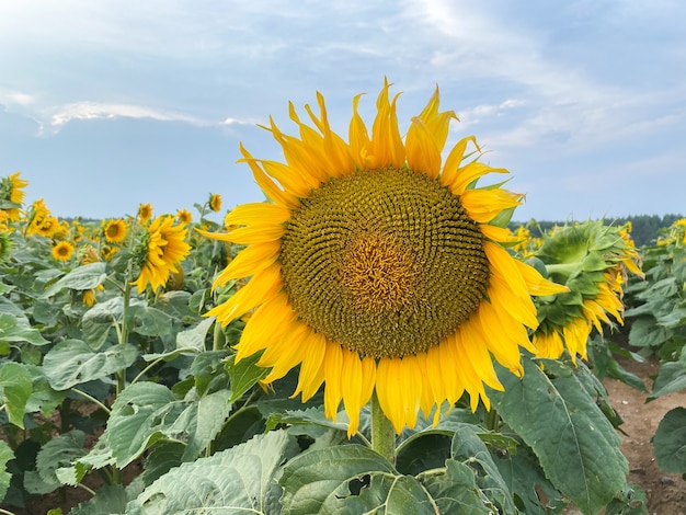 Beau tournesol jaune sur un gros plan de champ de tournesol