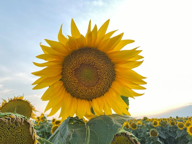 Beau tournesol jaune sur un gros plan de champ de tournesol