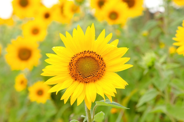 Beau tournesol jaune vif