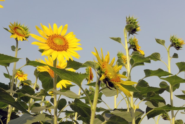 Beau tournesol jaune