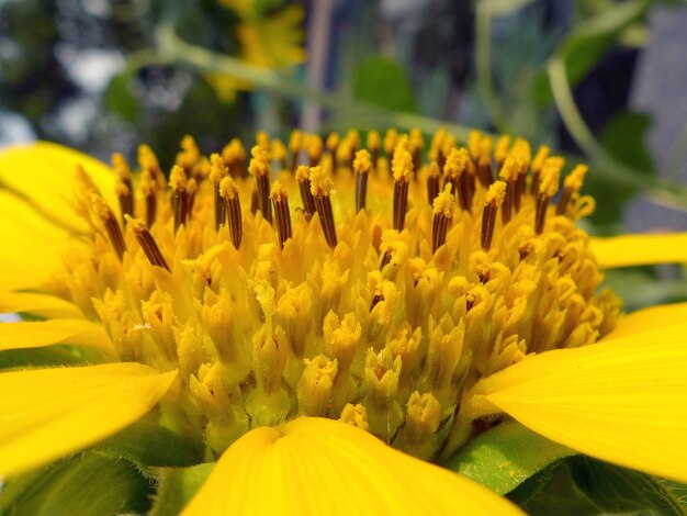 Beau tournesol jaune