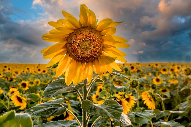 Beau tournesol lumineux contre un ciel orageux Fond d'écran parfait pour le design et l'intérieur