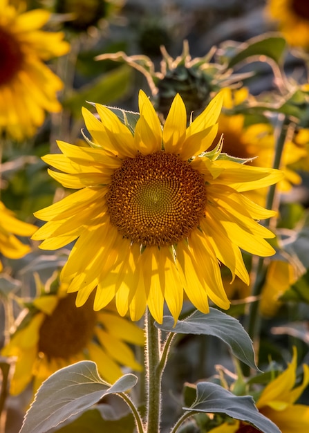 Beau tournesol lumineux en gros plan Fond d'écran parfait pour le design et la décoration d'intérieur