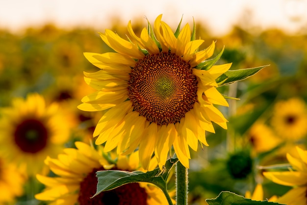 Beau tournesol lumineux en gros plan Fond d'écran parfait pour le design et la décoration d'intérieur