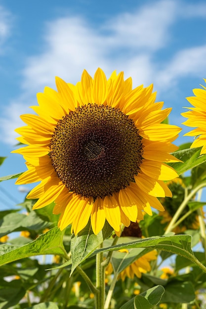 Beau tournesol lumineux par une journée ensoleillée avec un fond naturel. Mise au point sélective.