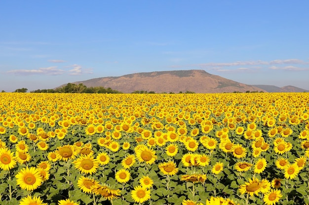 Beau tournesol qui fleurit dans les champs.