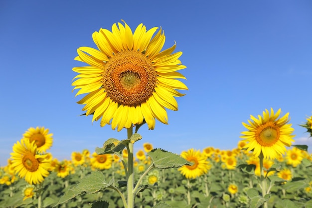 Beau tournesol qui fleurit dans les champs.