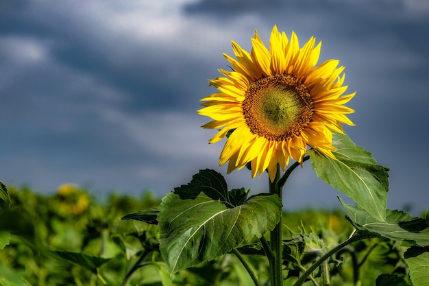 Beau tournesol sur le terrain d'été