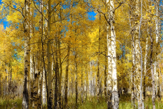 Beau tremble au cours de l&#39;automne