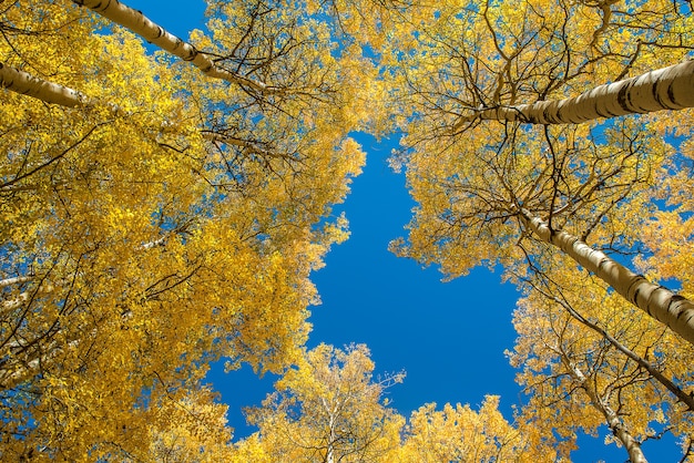 Beau tremble au cours de l&#39;automne