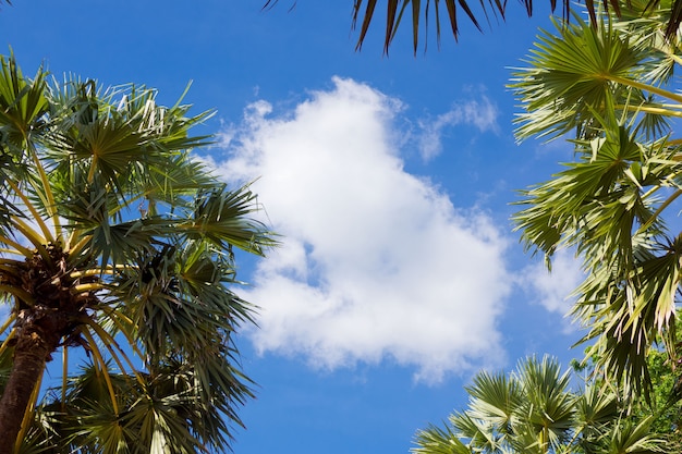 beau tropical avec ciel bleu, palmiers, feuilles vertes