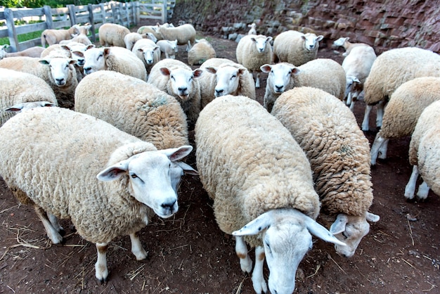 Photo beau troupeau de moutons de laine dans une ferme