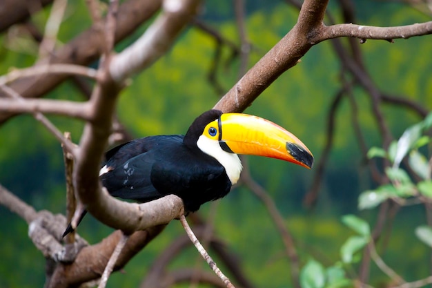 Beau tucan assis sur une branche