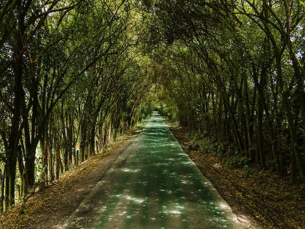 Beau tunnel d'arbres sur la route Amérique du Sud