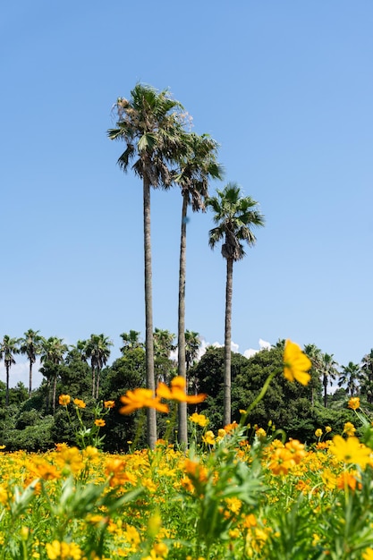 Un beau vaste champ de fleurs par une journée ensoleillée éblouissante