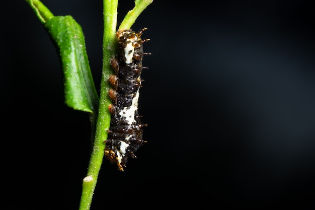 Beau Ver De Macro Sur La Plante