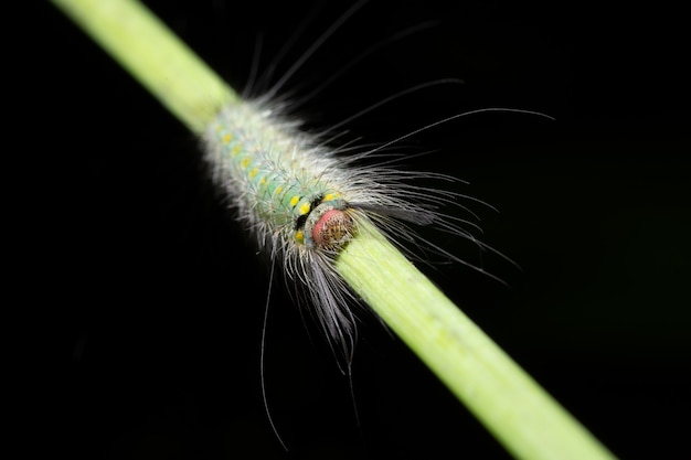 Beau ver de macro sur la plante