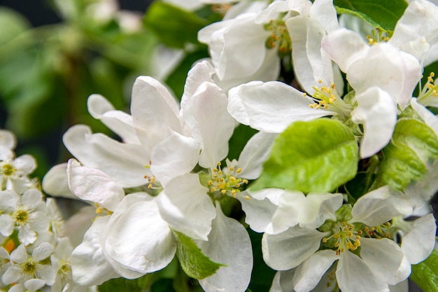 Beau verger de pommiers en fleurs