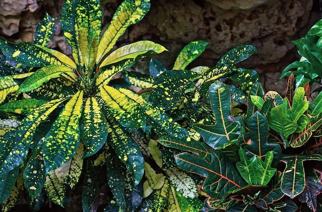 Beau vert avec des plantes jaunes dans la nature